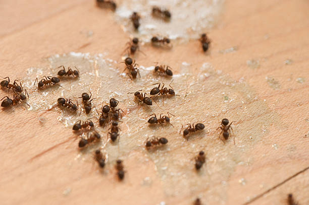 Best Best Pest Control Companies  in Spanish Springs, NV