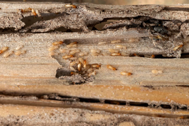 Best Pest Control for Restaurants  in Spanish Springs, NV