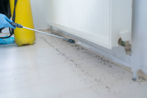 Wasp Removal Services in Spanish Springs, NV