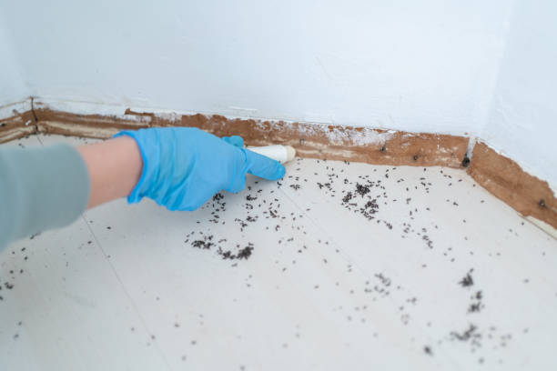 Best Rat Extermination Near Me  in Spanish Springs, NV
